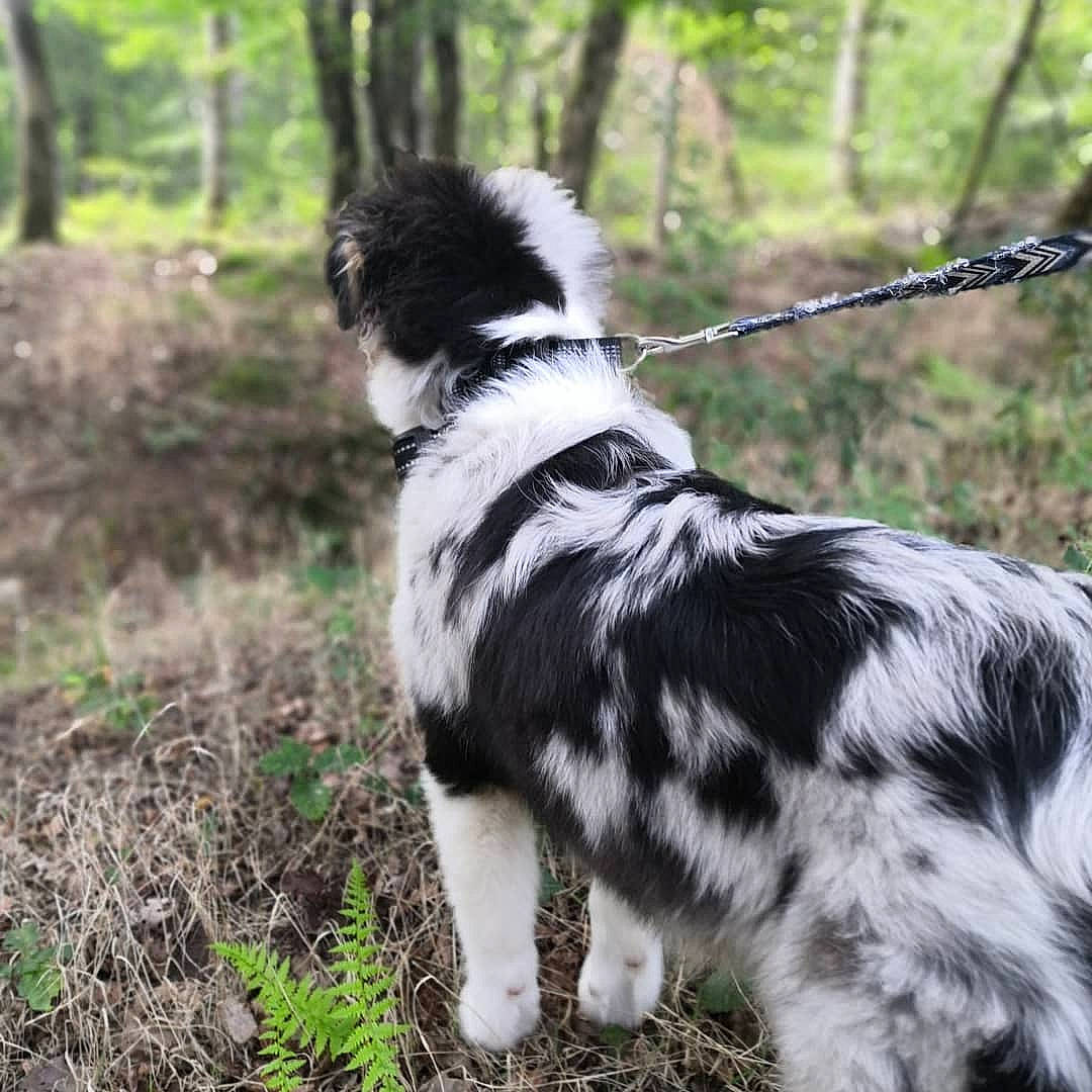 Skyla participe au concours pour gagner de l'argent avec cette photo : adventure, canidae, carnivore, collar, companion_dog, dog, dog_breed, fur, grass, non_sporting_group, plant, soil, sporting_group, tail, terrestrial_animal, tree, walking, working_animal