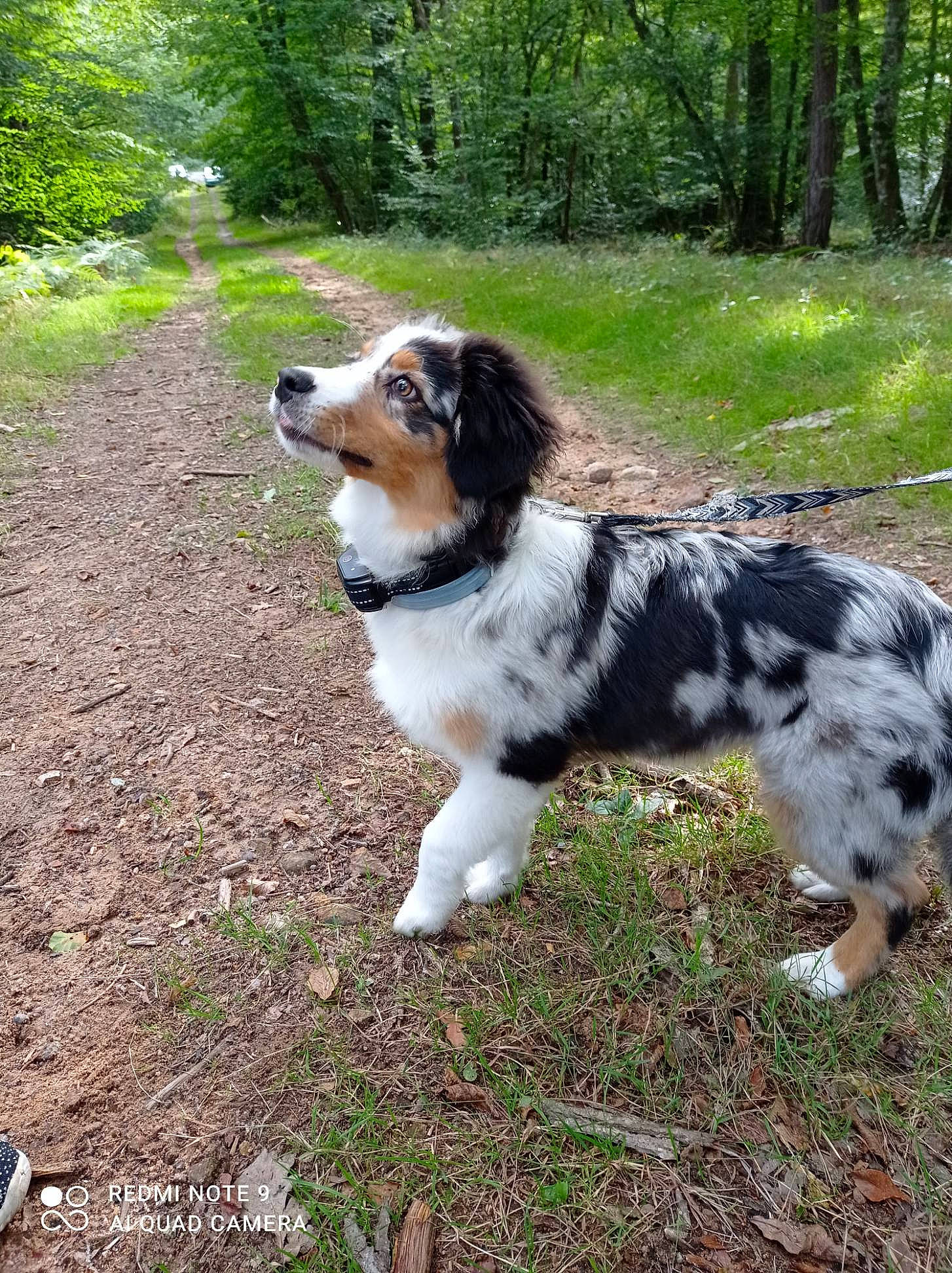 Skyla participe au concours pour gagner de l'argent avec cette photo : canidae, carnivore, companion_dog, dog, dog_breed, grass, herding_dog, hunting_dog, plant, soil, sporting_group, tail, terrestrial_animal, tree, working_dog