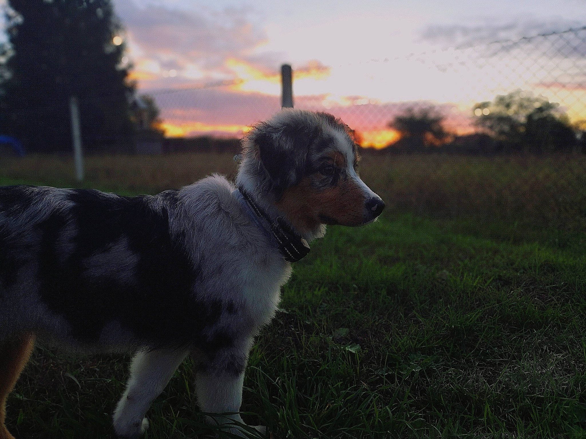 Skyla participe au concours pour gagner de l'argent avec cette photo : carnivore, cloud, companion_dog, dog, dog_agility, dog_breed, fawn, grass, grassland, landscape, plant, sheep, sky, sporting_group, sunrise, sunset, tail, tree, whiskers, working_animal