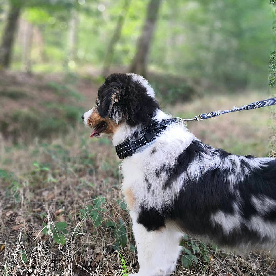 Skyla participe au concours pour gagner de l'argent avec cette photo : canidae, carnivore, collar, companion_dog, dog, dog_breed, fur, grass, gun_dog, herding_dog, hunting_dog, plant, pont_audemer_spaniel, spaniel, sporting_group, tail, terrestrial_animal, tree, working_animal, working_dog