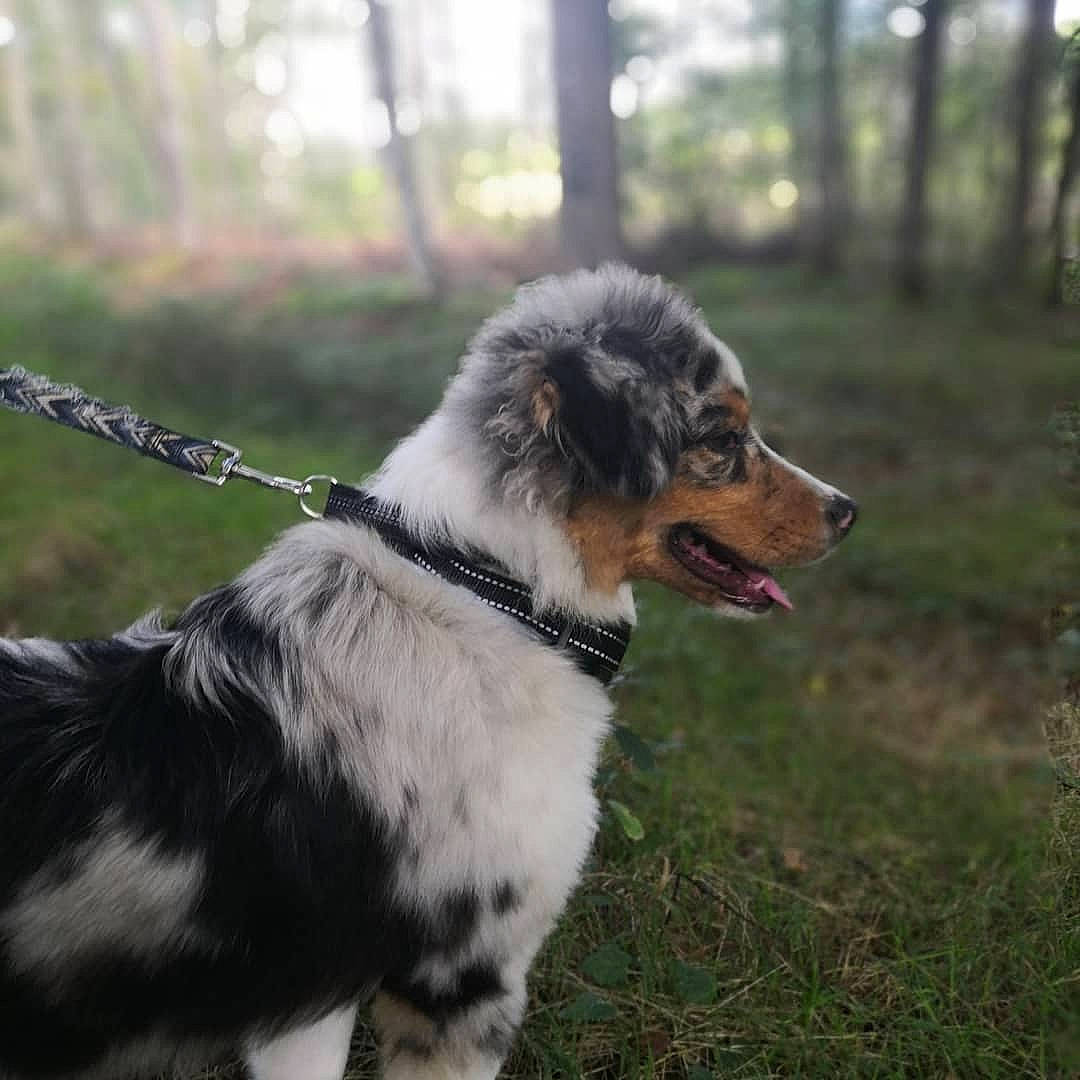 Skyla a rejoint le concours — aidez-le/la à gagner de superbes lots ! australian_shepherd, canidae, carnivore, collar, companion_dog, dock_jumping, dog, dog_breed, fur, grass, herding_dog, plant, snout, sporting_group, tail, terrestrial_animal, tree, wildlife, working_animal, working_dog