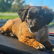 Josie joined the competition — help win amazing prizes! puppy, dog, animal, pet, fur, dashboard, car, sunlight, outdoor, closeup, brown, black, cute, relaxed, young, portrait, laying, whiskers, ears, nature