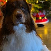 U Max a rejoint le concours — aidez-le/la à gagner de superbes lots ! animal, canine, christmas, christmasdecorations, christmastree, collie, dog, electronics, envelope, festival, fir, greetingcard, hound, mail, person, pet, plant, puppy, terrier, tree