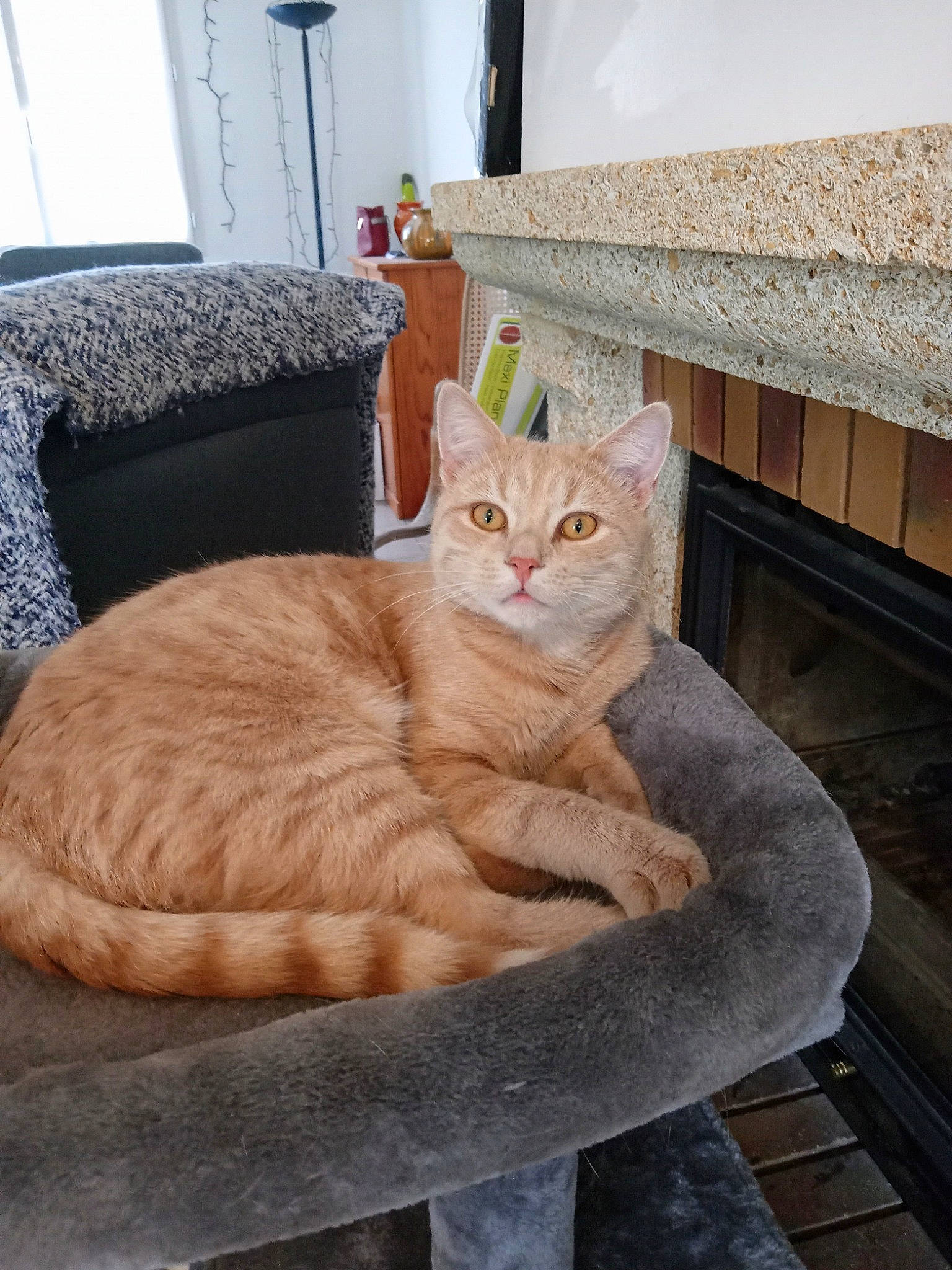 Harry participe au concours pour gagner de l'argent avec cette photo : carnivore, cat, cat_supply, comfort, couch, domestic_short_haired_cat, fawn, felidae, flooring, flowerpot, fur, hardwood, picture_frame, plant, small_to_medium_sized_cats, snout, tail, whiskers, window, wood