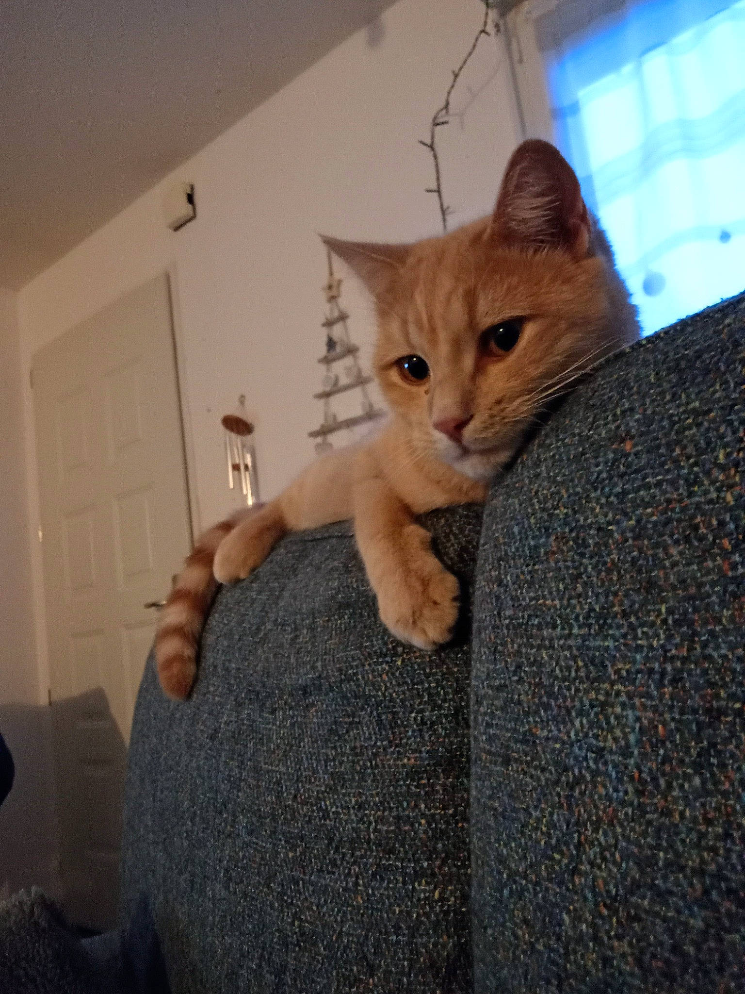 Harry participe au concours pour gagner de l'argent avec cette photo : carnivore, cat, claw, comfort, couch, domestic_short_haired_cat, door, fawn, felidae, fur, gesture, linens, paw, room, small_to_medium_sized_cats, snout, tail, whiskers, window, wood