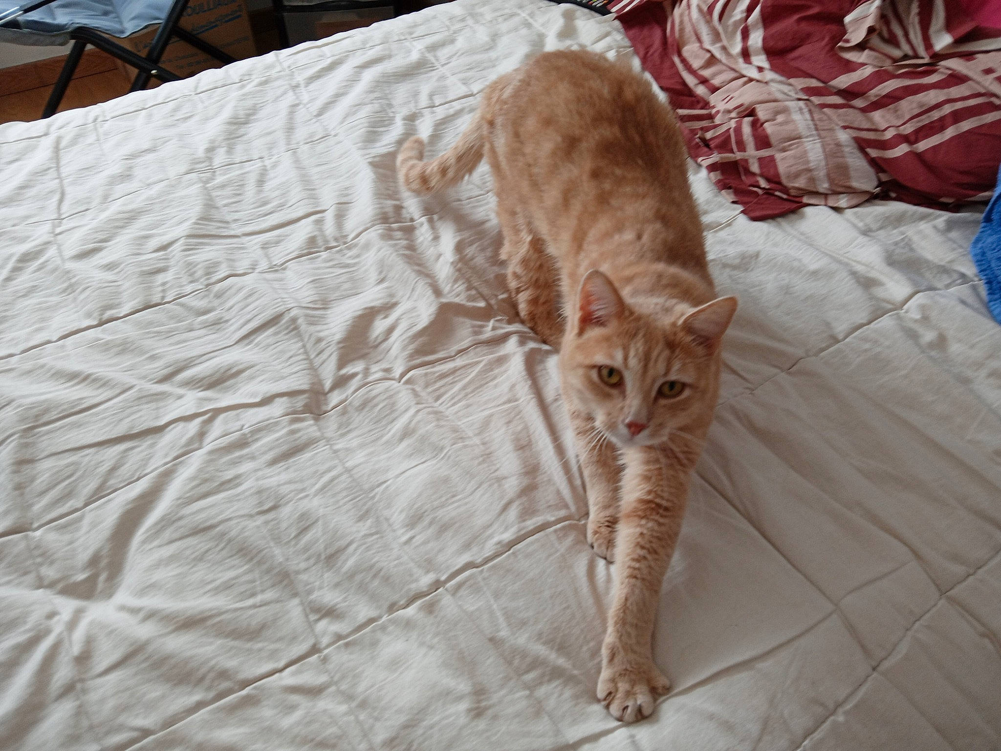 Harry participe au concours pour gagner de l'argent avec cette photo : carnivore, cat, claw, comfort, domestic_short_haired_cat, fawn, felidae, flooring, fur, hardwood, human_leg, linens, pattern, paw, sitting, small_to_medium_sized_cats, tail, whiskers, wood, wood_flooring