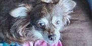 Mami is registered to the contest to win money with this photo: dog, pet, couch, blanket, indoor, resting, fur, small_dog, cozy, animal, face, ears, pink_blanket, blue_blanket, home, furniture, domestic_animal, cute, relaxed, sleepy