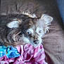 dog, pet, couch, blanket, indoor, resting, fur, small_dog, cozy, animal, face, ears, pink_blanket, blue_blanket, home, furniture, domestic_animal, cute, relaxed, sleepy