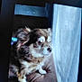 Mami is registered to the contest to win money with this photo: dog, small_dog, couch, indoor, brown_fur, looking, window, curtain, pet, animal, furry, companion, side_view, home, furniture, sitting, blurred, soft_light, calm, domestic