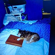 Mami is registered to the contest to win money with this photo: dog, bed, book, laundry_basket, blanket, pillow, furniture, indoor, animal, resting, blue, dim_light, sleeping, cozy, home, pet, fur, mammal, comfort, relaxing