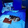 dog, bed, book, laundry_basket, blanket, pillow, furniture, indoor, animal, resting, blue, dim_light, sleeping, cozy, home, pet, fur, mammal, comfort, relaxing