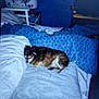 Mami joined the competition — help win amazing prizes! dog, bed, blanket, pillow, furniture, indoor, pet, sleeping, blue, white, laundry_basket, household, resting, cozy, animal, domestic, carpet, small_dog, blur, dim_light