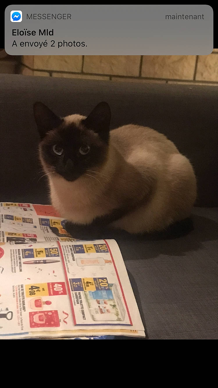 Kiara a rejoint le concours — aidez-le/la à gagner de superbes lots ! asian, balinese, birman, burmese, carnivore, cat, fawn, felidae, himalayan, kitten, mammal, photo_caption, ragdoll, siamese, small_to_medium_sized_cats, snowshoe, thai, tonkinese, whiskers