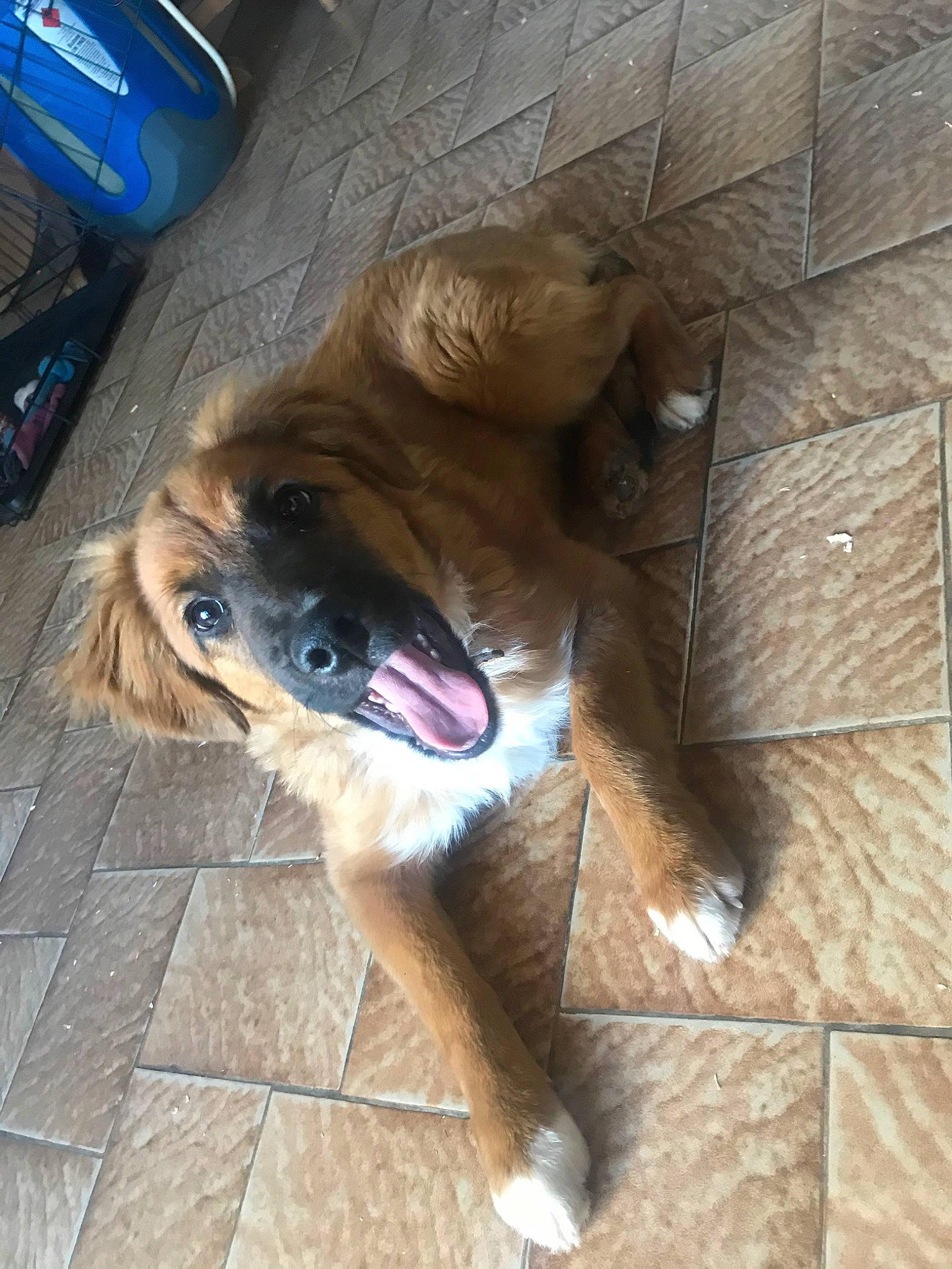 Pablo a rejoint le concours — aidez-le/la à gagner de superbes lots ! canidae, carnivore, companion_dog, dog, dog_breed, fawn, snout, sporting_group