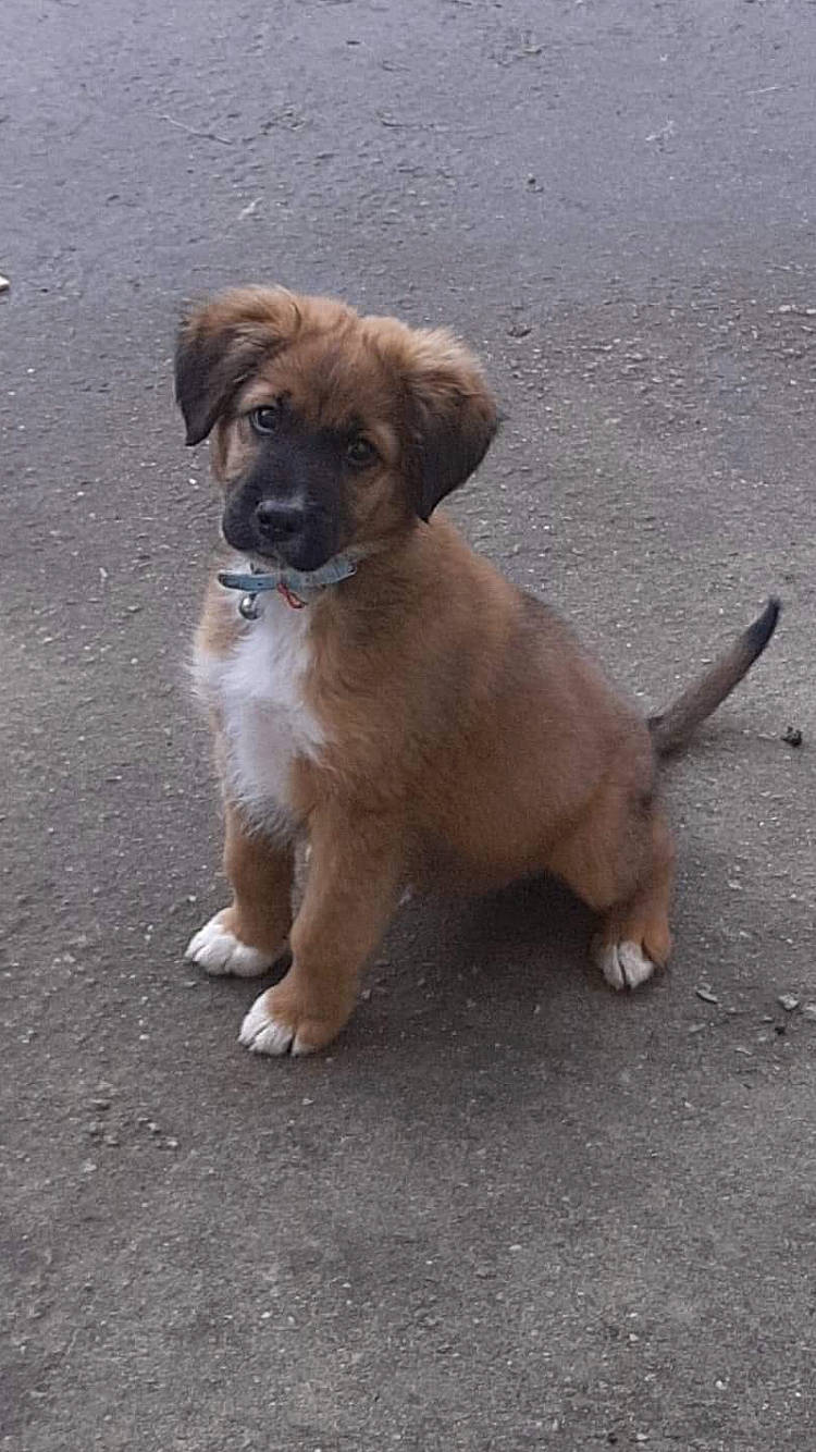 Pablo participe au concours pour gagner de l'argent avec cette photo : bakharwal_dog, canidae, carnivore, companion_dog, dog, dog_breed, fawn, mammal, puppy, rafeiro_do_alentejo, rare_breed_dog, small_greek_domestic_dog, snout, sporting_group, street_dog, vertebrate