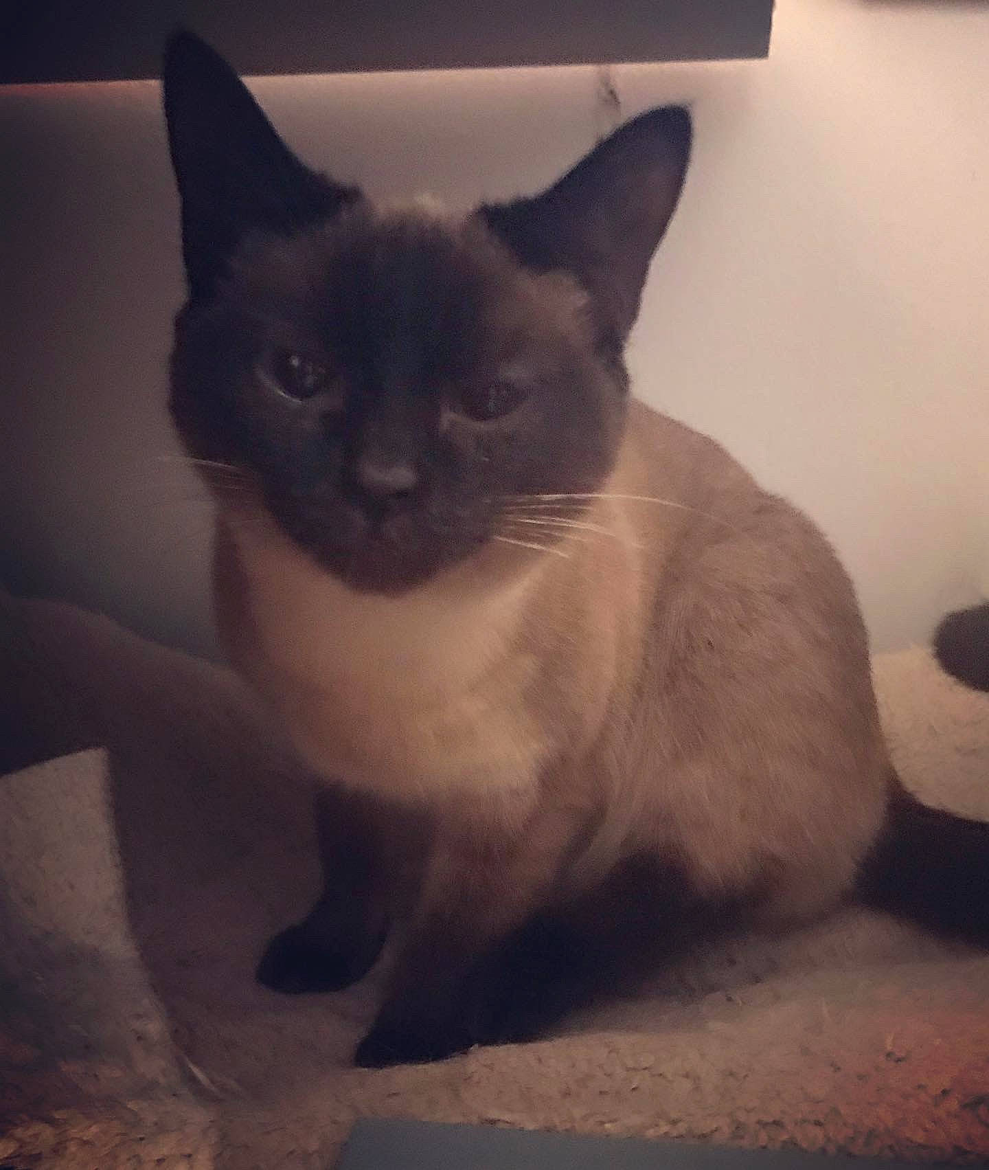 Siam a rejoint le concours — aidez-le/la à gagner de superbes lots ! asian, balinese, burmese, carnivore, cat, domestic_short_haired_cat, fawn, felidae, german_rex, javanese, kitten, mammal, ojos_azules, siamese, small_to_medium_sized_cats, snout, thai, tonkinese, vertebrate, whiskers