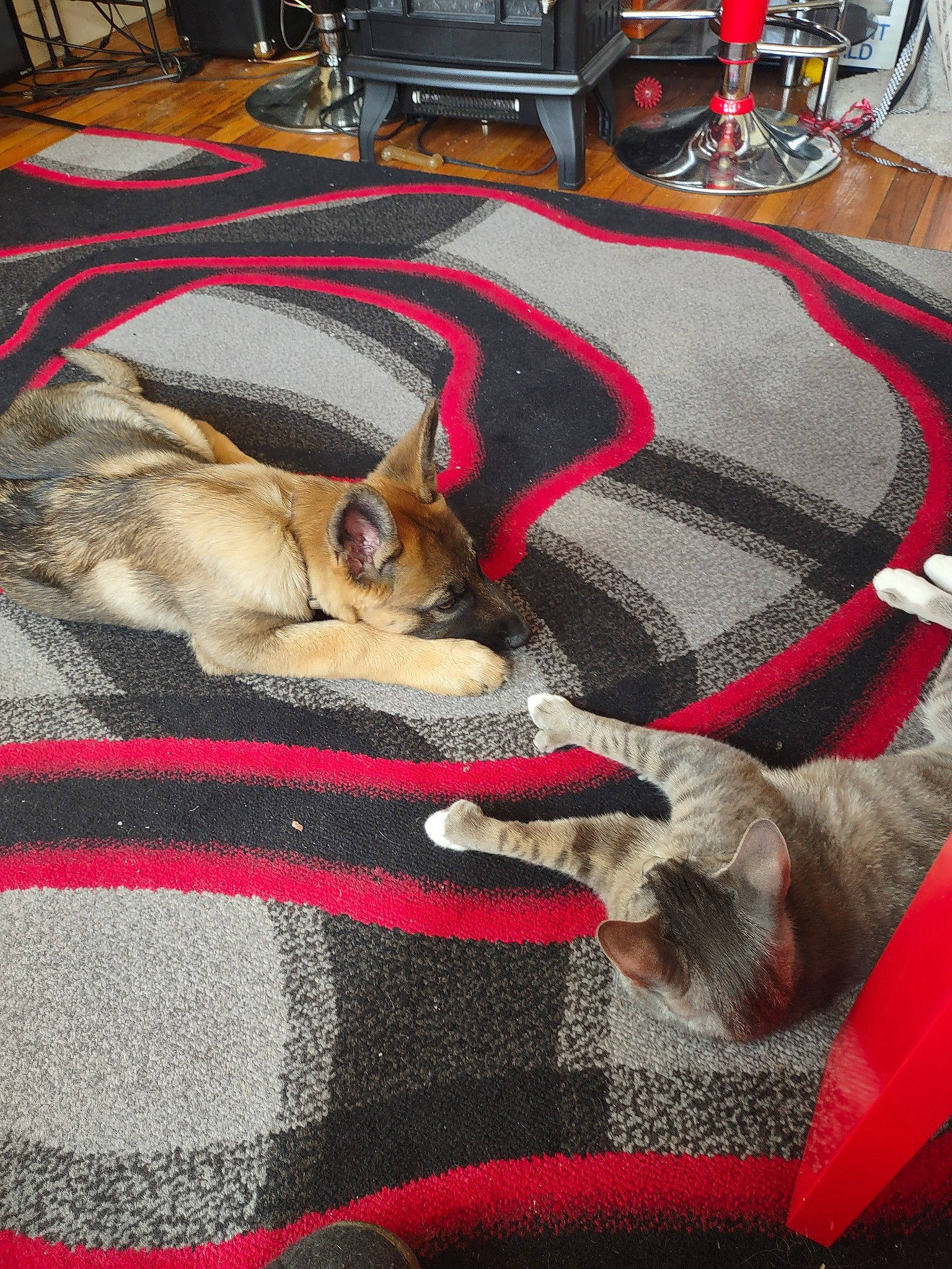 Captain joined the competition — help win amazing prizes! bag, canidae, carnivore, comfort, companion_dog, dog, dog_breed, fawn, felidae, flooring, fur, grey, linens, luggage_and_bags, mammal, small_to_medium_sized_cats, snout, sporting_group, textile, whiskers