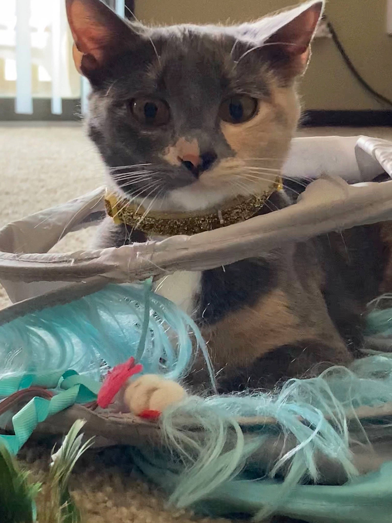 Lucy is registered to the contest to win money with this photo: basket, box, carnivore, cat, cat_furniture, cat_supply, claw, domestic_short_haired_cat, fawn, felidae, fur, pet_supply, plastic_bag, small_to_medium_sized_cats, snout, tail, whiskers
