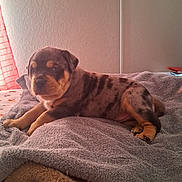 Benjamin Buttons is registered to the contest to win money with this photo: puppy, dog, bed, blanket, indoor, resting, cute, young, fur, animal, pet, cozy, comfort, sleepy, lying_down, domestic_animal, brown, black, orange, soft