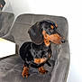 dog, dachshund, pet, indoor, chair, gray_chair, fur, animal, canine, domestic_animal, sitting, looking_away, short_legs, black_and_tan, fur_texture, house, floor, wall, furniture, cute