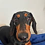 Arlo a rejoint le concours — aidez-le/la à gagner de superbes lots ! dog, dachshund, pet, animal, close_up, black_and_tan, fur, nose, ears, eyes, indoor, blanket, resting, cute, curious, portrait, mammal, companion, domestic_animal, face