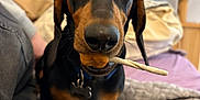 Arlo a rejoint le concours — aidez-le/la à gagner de superbes lots ! dog, dachshund, pet, indoor, blanket, toy, chew_stick, furniture, bed, collar, closeup, animal, brown, black, cute, canine, companion, domestic, relaxed, curious