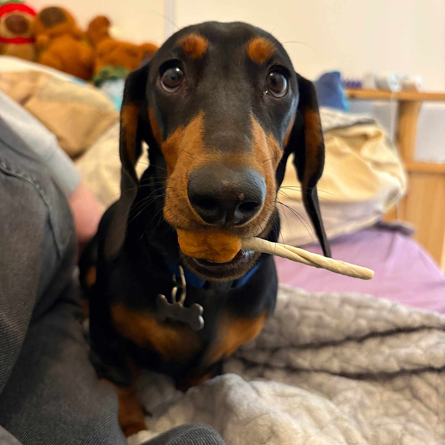 Arlo a rejoint le concours — aidez-le/la à gagner de superbes lots ! animal, bed, black, blanket, brown, canine, chew_stick, closeup, collar, companion, curious, cute, dachshund, dog, domestic, furniture, indoor, pet, relaxed, toy