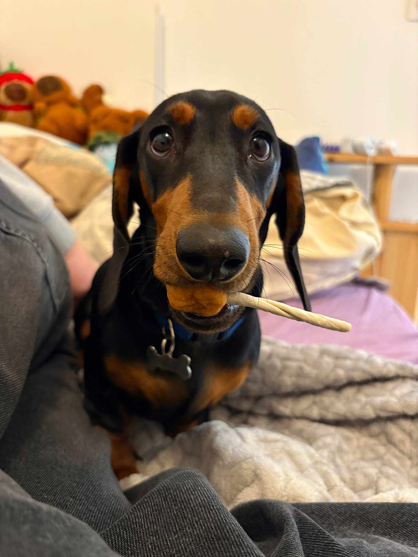 Arlo a rejoint le concours — aidez-le/la à gagner de superbes lots ! dog, dachshund, pet, indoor, blanket, toy, chew_stick, furniture, bed, collar, closeup, animal, brown, black, cute, canine, companion, domestic, relaxed, curious