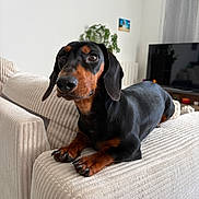 Arlo participe au concours pour gagner de l'argent avec cette photo : dachshund, dog, pet, indoor, couch, furniture, living_room, plant, television, blanket, cozy, brown, black, canine, domestic_animal, relaxed, portrait, paw, fur, home