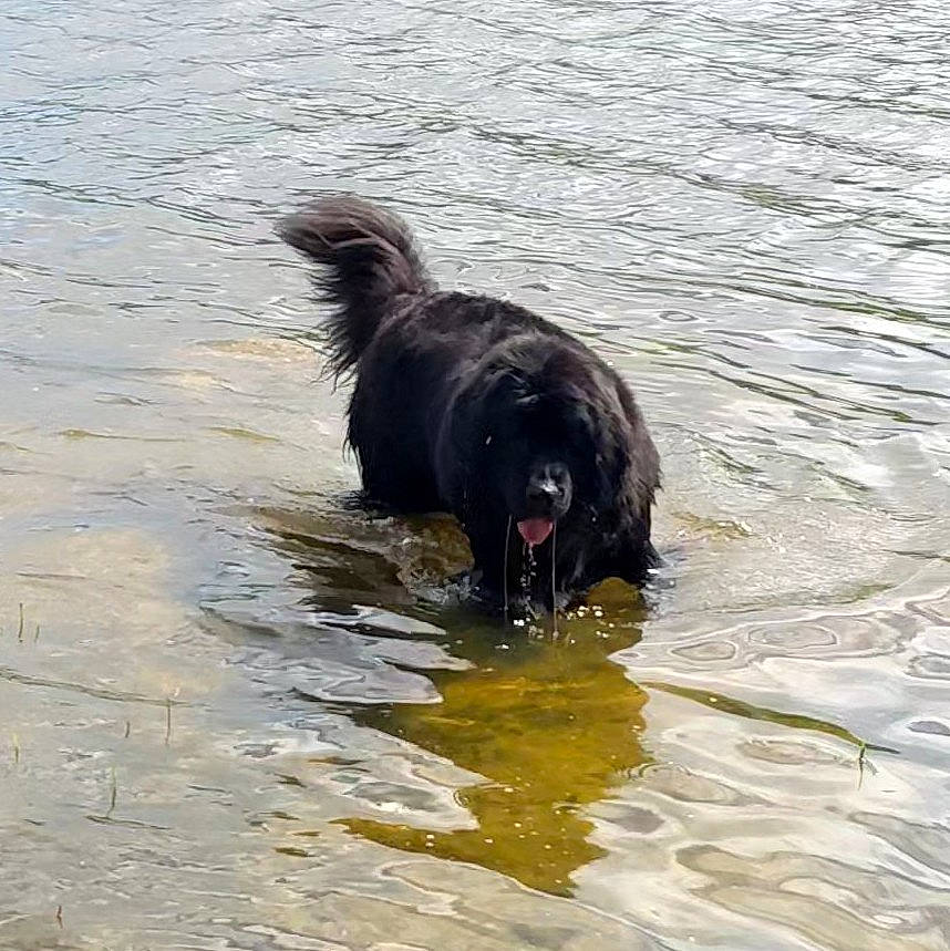 Robine participe au concours pour gagner de l'argent avec cette photo : canidae, carnivore, companion_dog, dog, dog_breed, guard_dog, gun_dog, herding_dog, lake, liquid, liver, sporting_group, tail, water, watercourse, wave, wind_wave, working_animal, working_dog