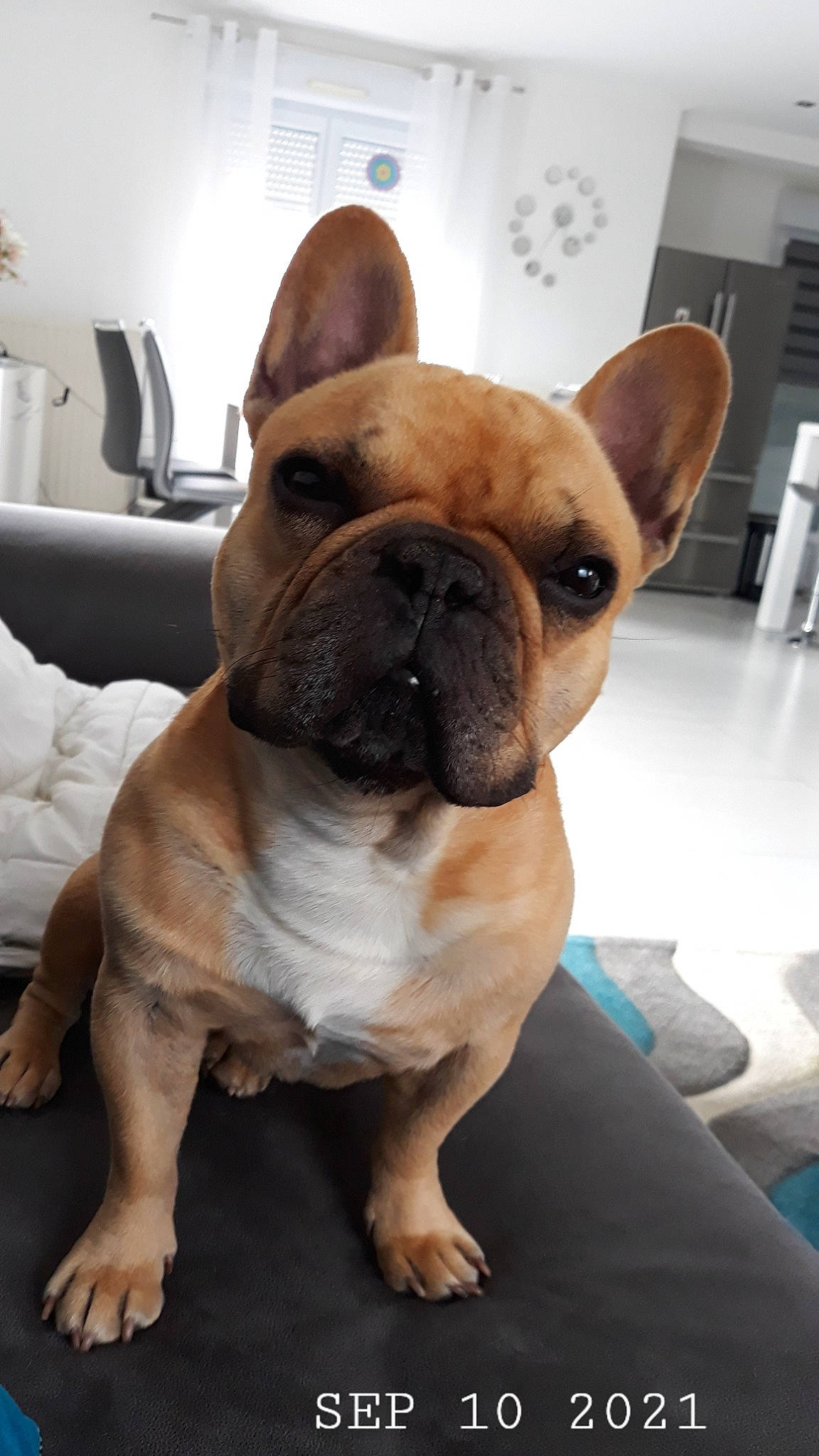 Marius participe au concours pour gagner de l'argent avec cette photo : bulldog, canidae, carnivore, comfort, companion_dog, dog, dog_breed, ear, fawn, houseplant, molosser, non_sporting_group, old_english_bulldog, snout, sporting_group, terrestrial_animal, toy_dog, whiskers, working_animal, wrinkle