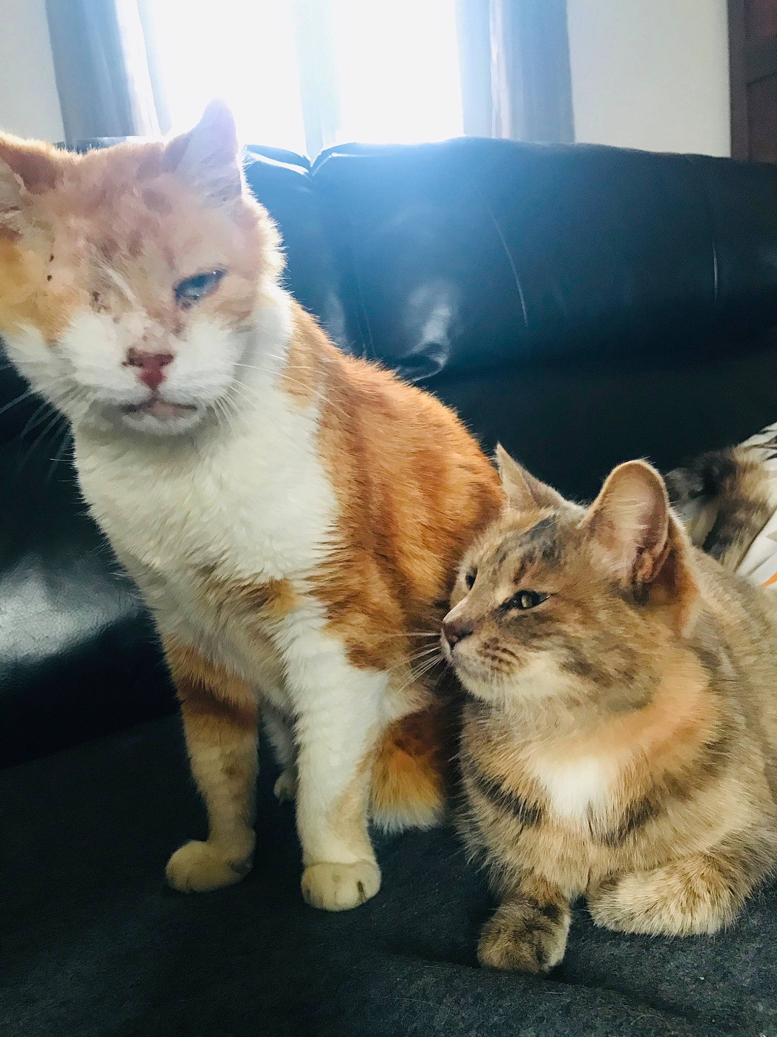 Albator a rejoint le concours — aidez-le/la à gagner de superbes lots ! carnivore, cat, claw, comfort, couch, domestic_short_haired_cat, fawn, felidae, foot, fur, human_leg, lap, paw, sitting, small_to_medium_sized_cats, snout, tail, whiskers, window, wood