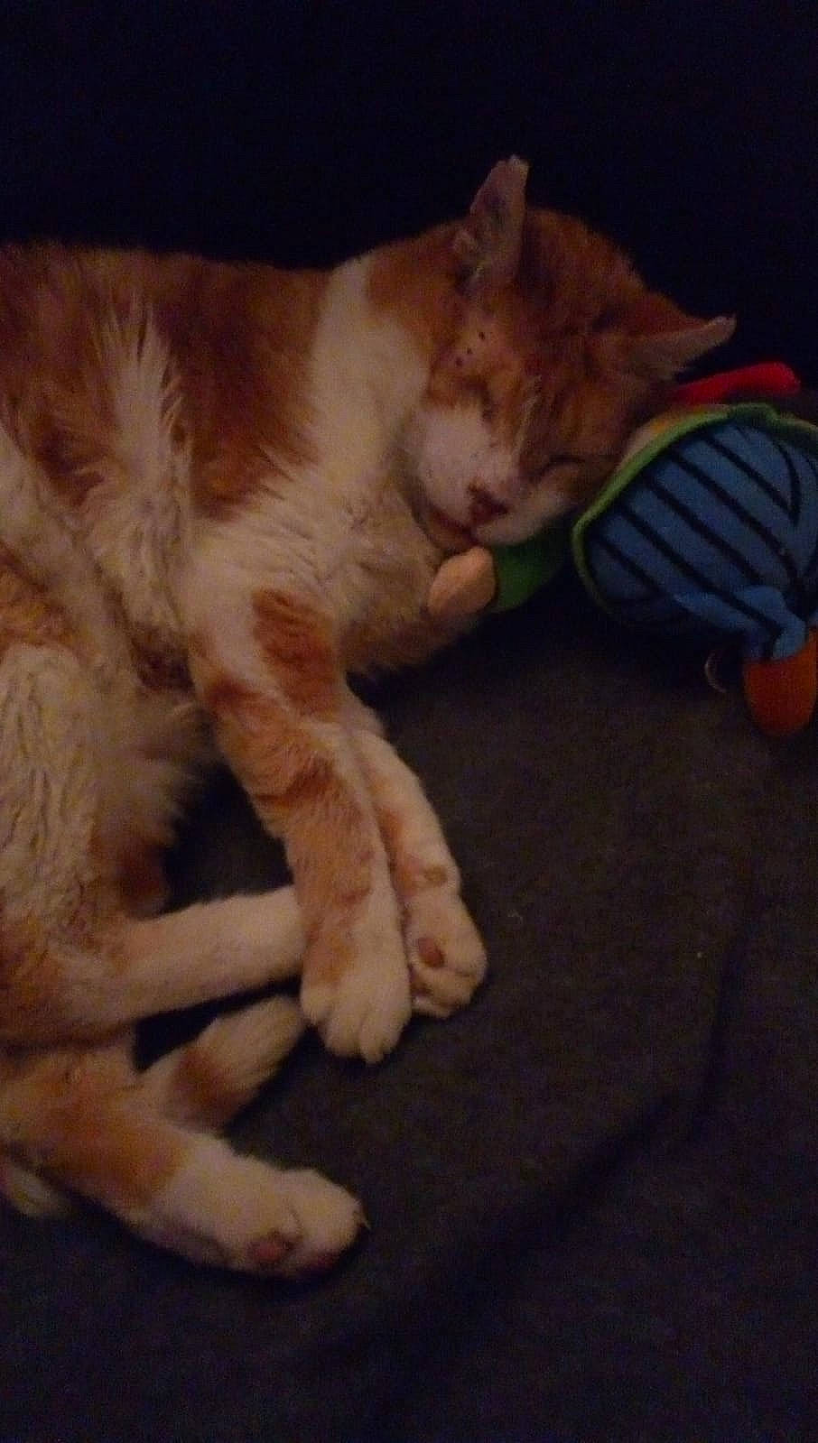 Albator participe au concours pour gagner de l'argent avec cette photo : canidae, carnivore, cat, claw, comfort, companion_dog, dog_breed, domestic_short_haired_cat, fawn, felidae, foot, fur, mammal, nap, paw, small_to_medium_sized_cats, snout, sporting_group, tail, whiskers