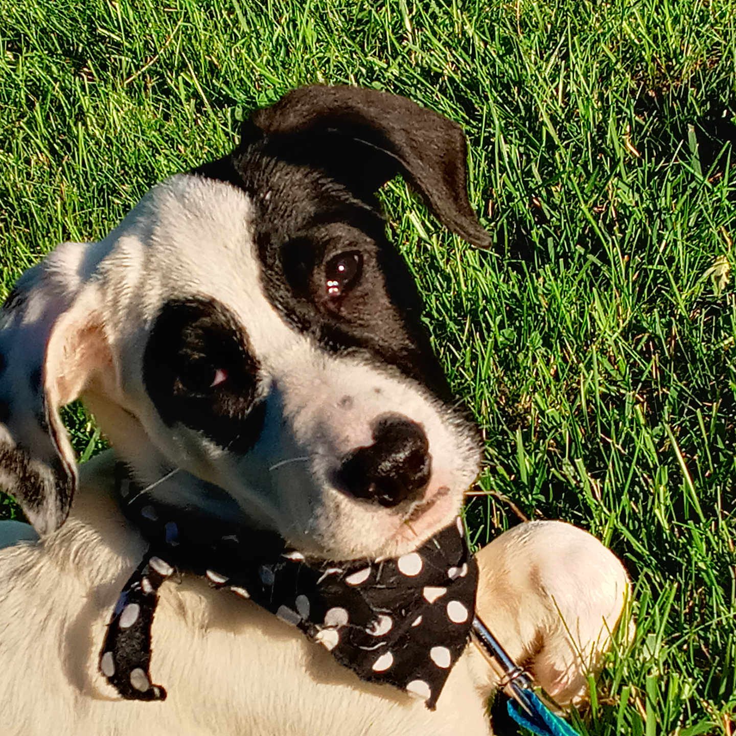 Adeline joined the competition — help win amazing prizes! accessories, animal, bandana, beagle, canine, collar, dalmatian, dog, formalwear, grass, headband, hound, labradorretriever, lawn, pet, plant, pointer, puppy, strap, tie
