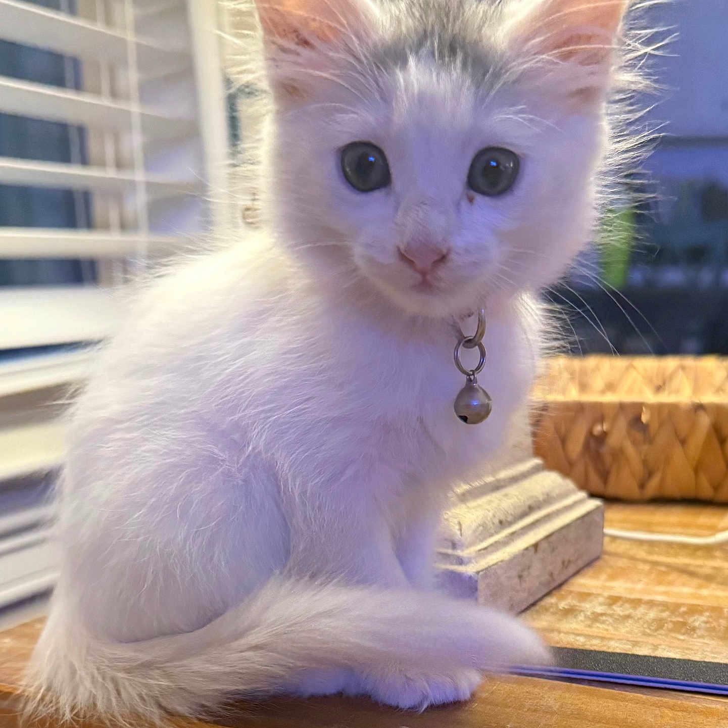 Ella joined the competition — help win amazing prizes! animal, basket, bell, cat, closeup, collar, curious, cute, domestic, feline, fur, indoor, kitten, pet, sitting, soft_lighting, whiskers, white_fur, window_blinds, wooden_table