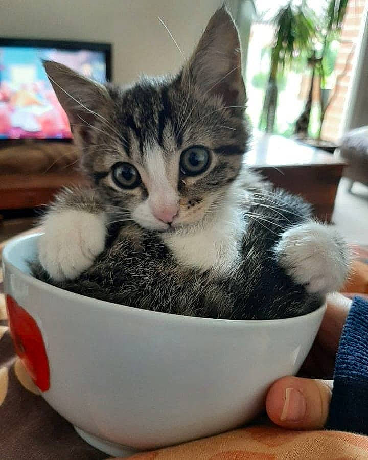 Rana a rejoint le concours — aidez-le/la à gagner de superbes lots ! aegean_cat, american_shorthair, american_wirehair, asian, carnivore, cat, domestic_short_haired_cat, dragon_li, european_shorthair, felidae, kitten, mammal, polydactyl_cat, small_to_medium_sized_cats, tabby_cat, whiskers