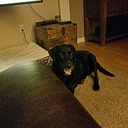 Lucy is registered to the contest to win money with this photo: dog, black_dog, carpet, wooden_floor, furniture, living_room, dog_bed, wooden_chest, cabinet, indoor, pet, cozy, warm_lighting, floor, animal, home_interior, resting, brown, dark, relaxing