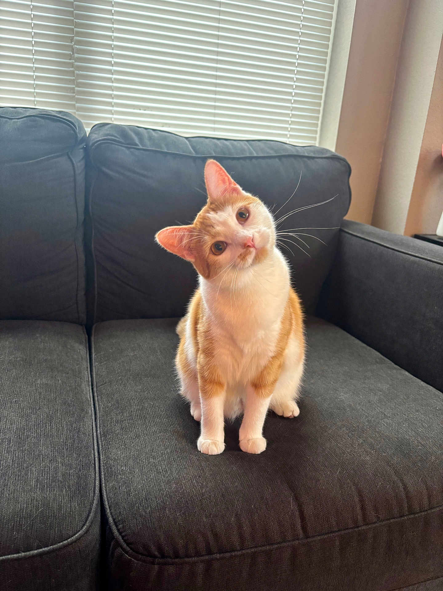Cookie is registered to the contest to win money with this photo: cat, orange_cat, white_cat, pet, indoor, couch, furniture, window_blinds, curious, head_tilt, whiskers, soft_light, domestic_cat, cute, animal, mammal, sitting, cozy, living_room, home