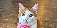 Cookie is registered to the contest to win money with this photo: cat, orange_and_white, bow, pink_bow, pet, indoor, wooden_floor, curious, sitting, animal, feline, whiskers, ears, tail, domestic_cat, front_paws, looking_at_camera, hallway, flooring, cute