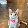 cat, orange_and_white, bow, pink_bow, pet, indoor, wooden_floor, curious, sitting, animal, feline, whiskers, ears, tail, domestic_cat, front_paws, looking_at_camera, hallway, flooring, cute