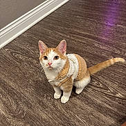 Cookie is registered to the contest to win money with this photo: cat, kitten, orange_and_white, sweater, pet, indoor, wooden_floor, curious, small, cute, animal, feline, domestic, young, fur, whiskers, ears, tail, looking_up, cozy
