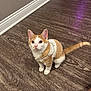 cat, kitten, orange_and_white, sweater, pet, indoor, wooden_floor, curious, small, cute, animal, feline, domestic, young, fur, whiskers, ears, tail, looking_up, cozy
