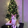 Cookie is registered to the contest to win money with this photo: cat, christmas_tree, ornaments, lights, holiday, decorations, orange_cat, white_cat, feline, indoor, festive, present, gift_bag, black_surface, wall, shadow, star_topper, soft_lighting, cute, pet
