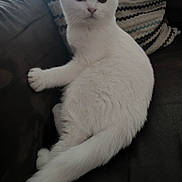 Mochi participe au concours pour gagner de l'argent avec cette photo : animal, cat, couch, cute, domestic, ears, feline, fluffy, fur, indoor, looking, pet, pillow, relaxed, scottish_fold, seated, soft_light, tail, whiskers, white_cat