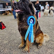 Uhlan a rejoint le concours — aidez-le/la à gagner de superbes lots ! animal, award, blue, blurred_background, canine, celebration, competition, dog, event, fur, gravel, large_dog, leash, outdoor, people, pet, proud, ribbon, sitting, tongue_out