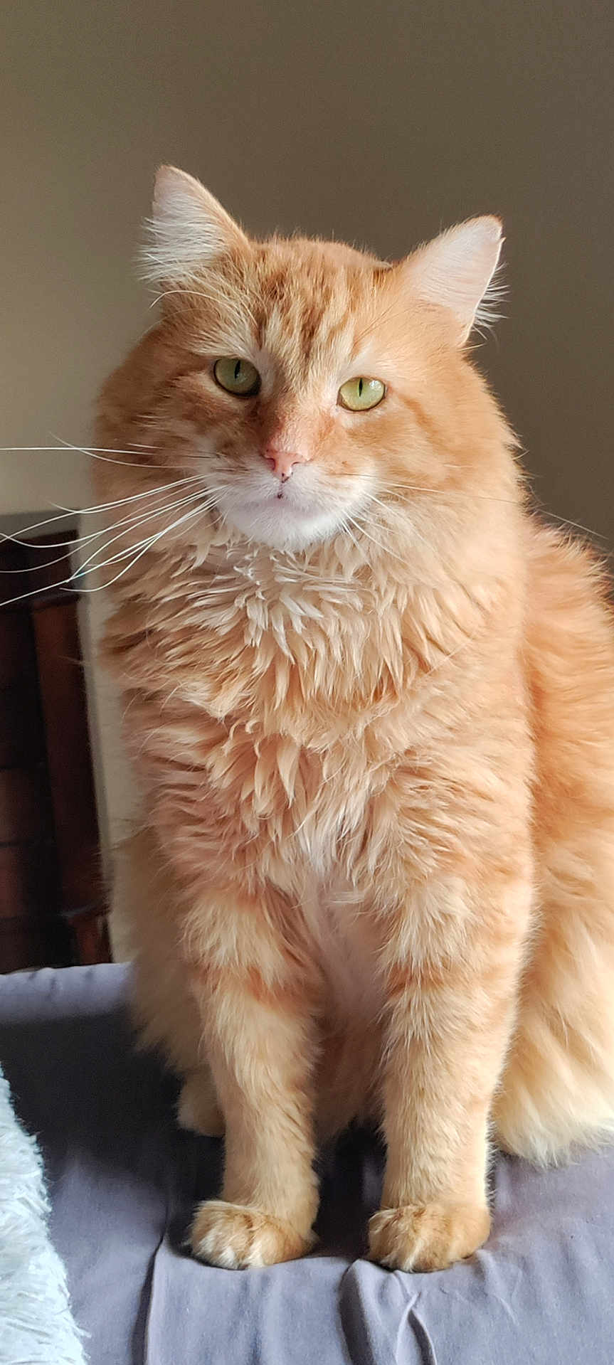 Leonidas is registered to the contest to win money with this photo: cat, orange_cat, fluffy, green_eyes, pet, feline, domestic_cat, whiskers, sitting, indoor, cute, animal, fur, portrait, looking_at_camera, soft_lighting, close_up, cozy, relaxed, home