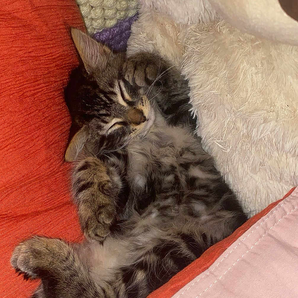 Doudou participe au concours pour gagner de l'argent avec cette photo : blanket, cat, cozy, cute, fur, furry, indoor, kitten, orange_pillow, paw, pet, pillow, pink_blanket, relaxed, resting, sleeping, tabby, teddy_bear, whiskers, white_teddy_bear