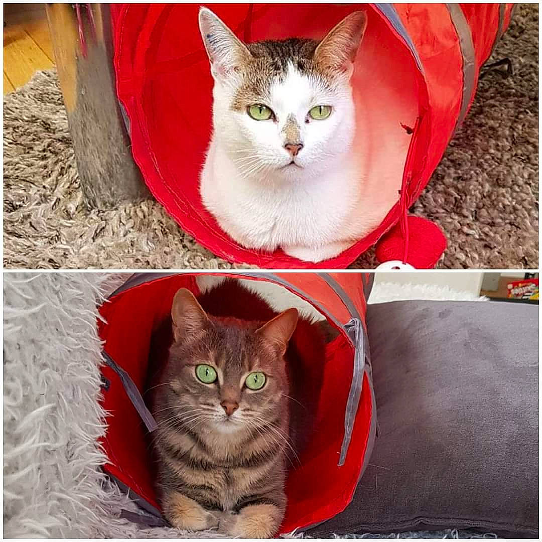 Mamoune participe au concours pour gagner de l'argent avec cette photo : art, beauty, carnivore, cat, domestic_short_haired_cat, felidae, font, fur, green, photo_caption, photograph, rectangle, small_to_medium_sized_cats, snapshot, snout, symmetry, tail, tree, whiskers, window