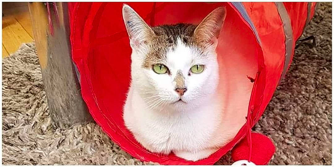 Mamoune participe au concours pour gagner de l'argent avec cette photo : art, carnivore, cat, cat_supply, collar, domestic_short_haired_cat, eye, fang, fawn, felidae, fur, grass, head, paw, rectangle, small_to_medium_sized_cats, snout, stock_photography, tail, whiskers