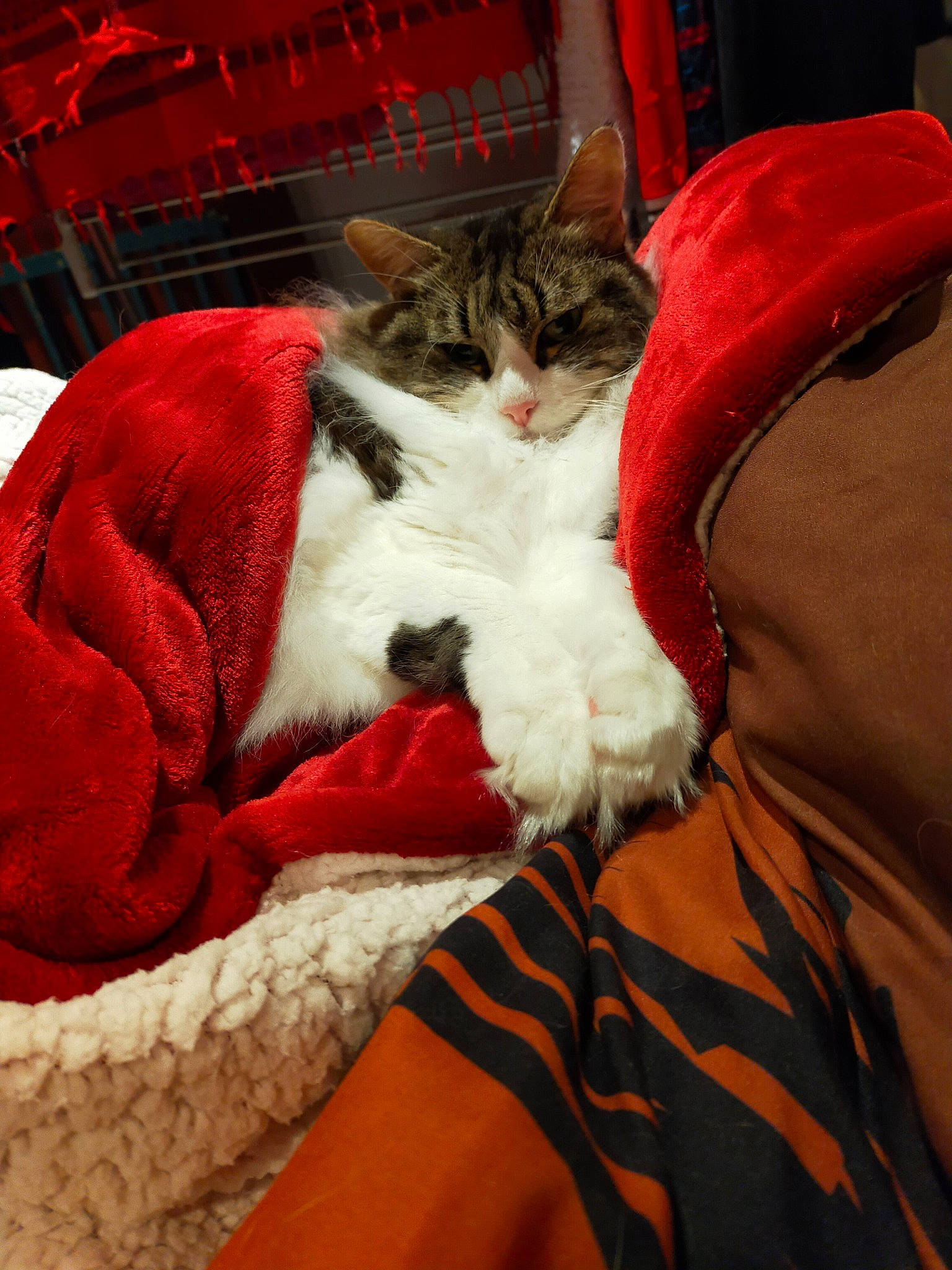 Angelya a rejoint le concours — aidez-le/la à gagner de superbes lots ! bed_sheet, bedding, blanket, carmine, carnivore, cat, cat_supply, claw, comfort, domestic_short_haired_cat, felidae, fur, lap, linens, nap, pattern, room, small_to_medium_sized_cats, tail, whiskers